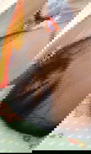 Rambut rontok setelah melahirkan