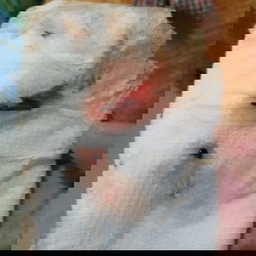 Sana po my makasagot sa post ko kung mucosplug na po ba ito