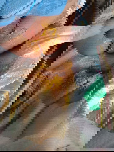 Ask for pupu ni baby