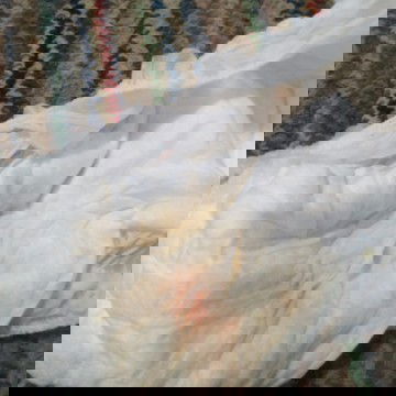 Kenapa ya anakku pipisnya kek gtu? Apa ada yang pernah sma dngn anaku pipisnya ?