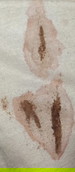 Implantation bleeding or period?