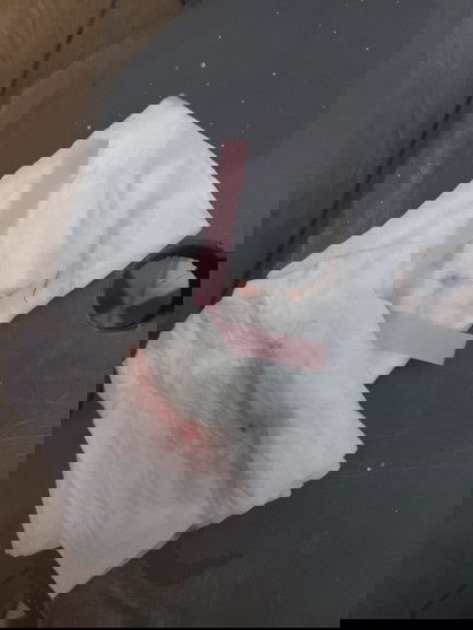 Lendir darah usia 36 minggu 6 hari