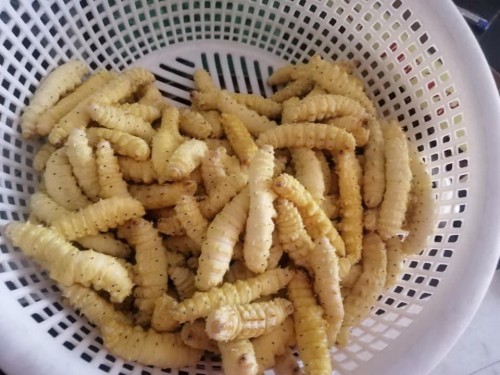 Con tằm hìbej