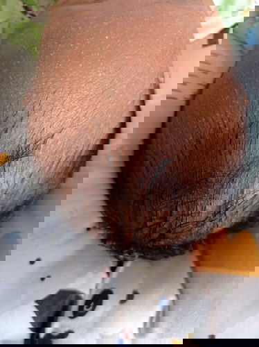 Kepala bayi beruntusan