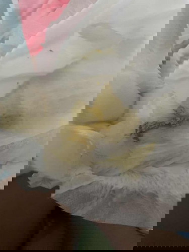 น้องถ่ายแบบนี้ปกติไหมค่ะ น้องเพิ่งคลอดได้ 3 วันกลับมาแล้วเสริมนมผงให้น้องค่ะ