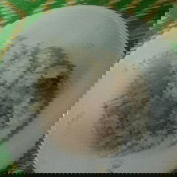 14thang ăn cơm hạt dk  chưa