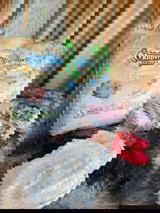 การตั้งครรภ์