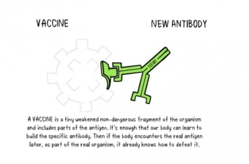 How do vaccines work?