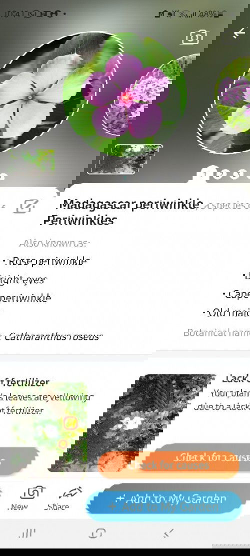 Tidak sengaja makan bunga tapak dara