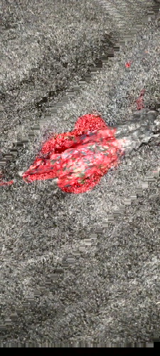 Blood clot or misscariage