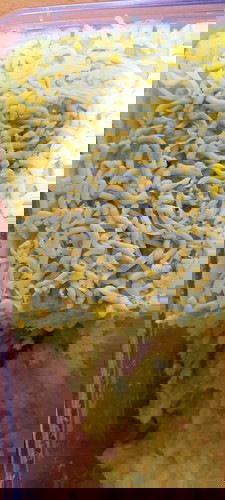 Cassava nilupak