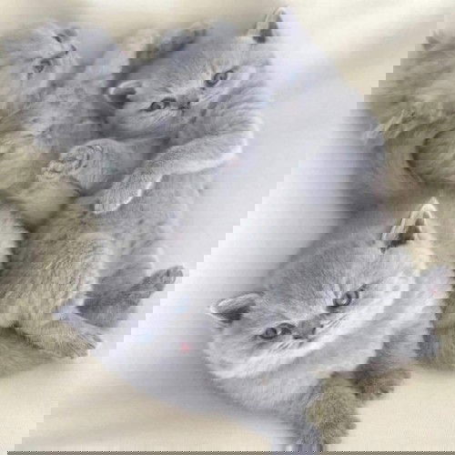 Ngực hết sưng , thai 5 tuần