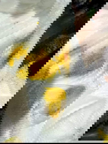 ถ่ายแบบนี้ปกติไหมคะ วันหนึ่ง 3-4 รอบ  แต่ละรอบเยอะบ้าง น้อยบ้าง