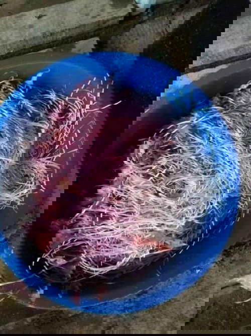 คนท้องกินบัวแดงได้ไหมค่ะ?