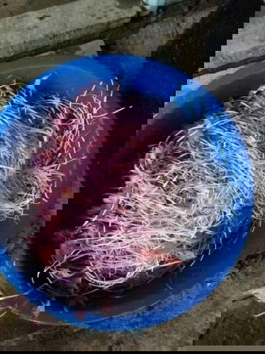 คนท้องกินบัวแดงได้ไหมค่ะ?