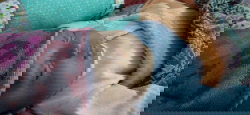 ASIP atau sambung sufor?