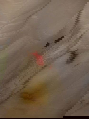 Maaf sbelumnya bunda,agak jorok🙏