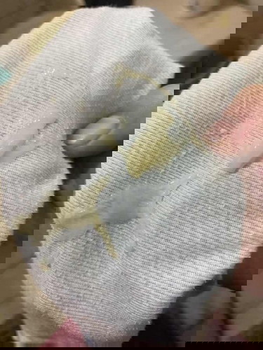 Asking lang po if mocus plug po ba to