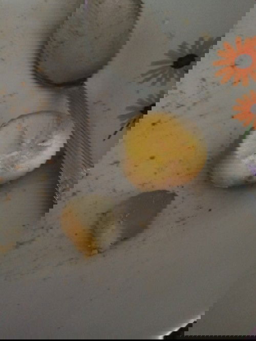 tentang kuning telur