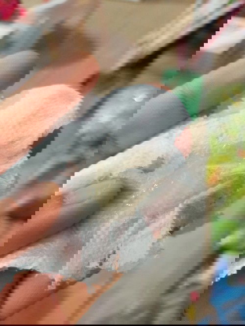 ขออภัยในรูปภาพ ตอนนี้ท้อง37สัปดาห์1วัน อยากถามจ้าว่าใช้มูกเลือดไหมคะ#ขอคำแนะนำหน่อยค่ะ