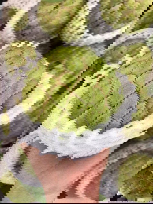 Bà bầu có nên ăn na