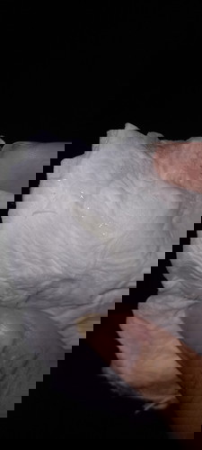 มูกใสหรือตกขาว