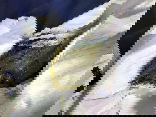 Green watery poop from baby