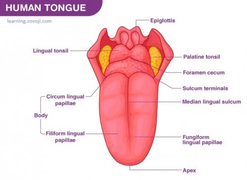 The Tongue