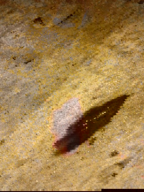 มีลิ่มสีน้ำตาลออกมา มีปวดหน่วงท้องน้อยเหมือนเป็นเมนส์ เกิดจากสาเหตุอะไรหรอค่ะ มีแม่ๆคนไหนรู้บ้างค่ะ