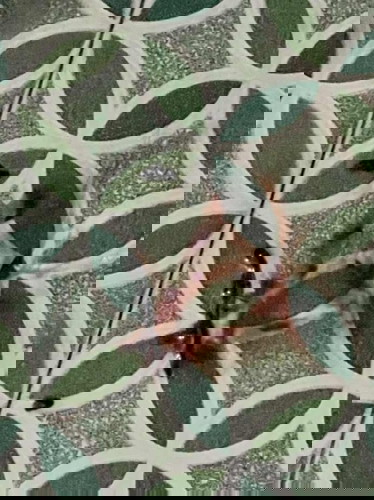 Hamil 5w5d, ada flek tapi sudah berkurang dan berubah menjadi coklat. siang ini saya BAK, keluar lendir. Ada yg sama?