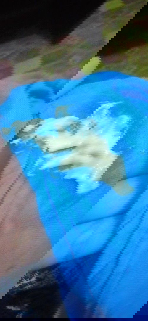 Keputihan di usia kandungan 19 minggu