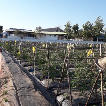 สอบถามเรื่องเกี่ยวงานสวน