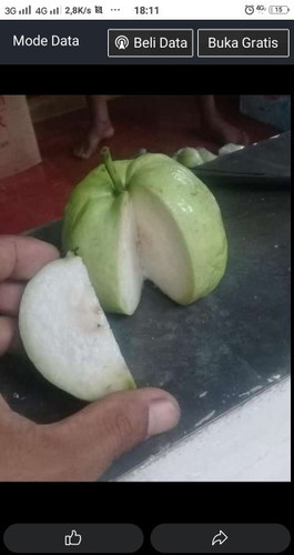 Bun ini jambu apa ya