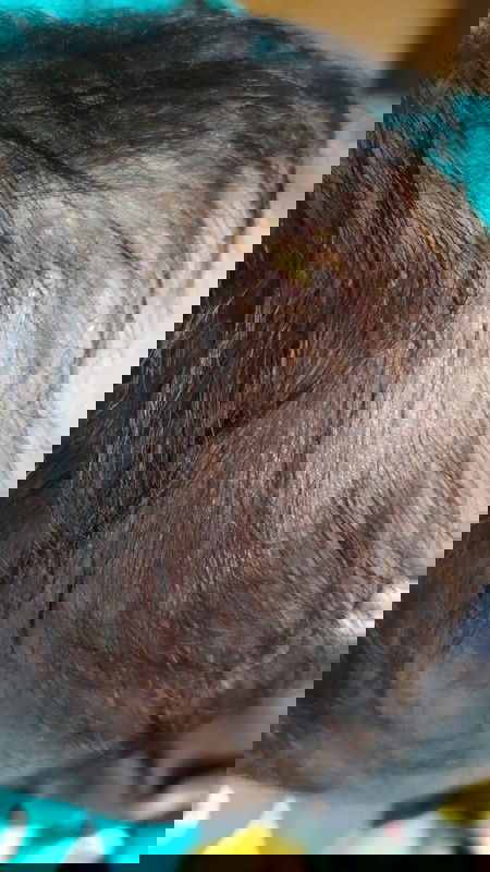 Kulit kepala bayi merah berkerak muncul cairan kuning kering?