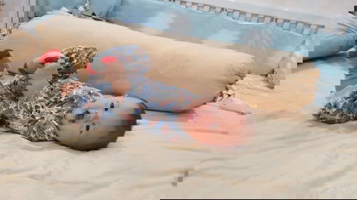 BAYIKU GAMAU NYUSU🤧