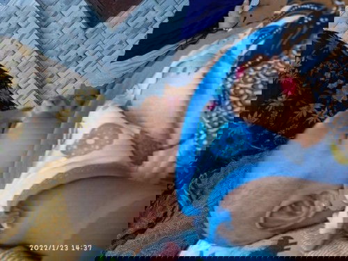 Kepala anak peyang, lonjong dan flat