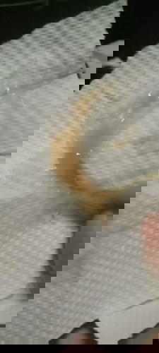 มีมูกไสเหนียวสีเหลือง