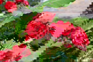 Obat untuk anak 2bulan 11 hari