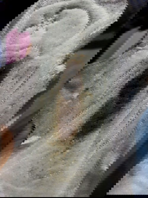 ประจำเดือน