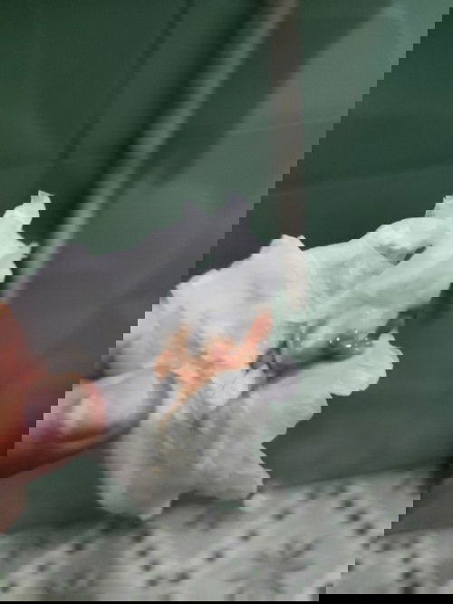 Flek di kehamilan 5w