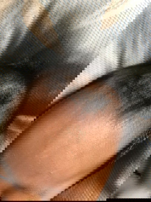 สอบถามค่ะ น้องมีด่างๆที่หัวคะ