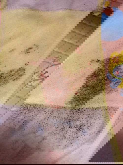 Gumoh dara dan hitam