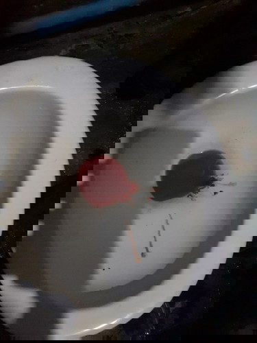 Normal po ba na may bleeding after mag poop? Wala naman masakit sakin.