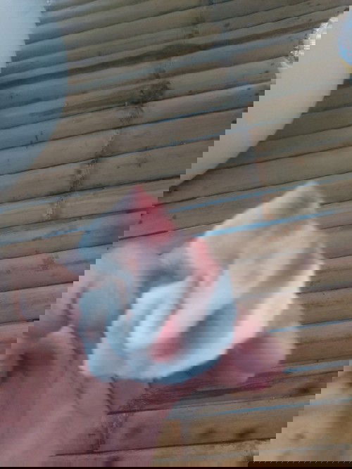 ลูกเลือดออกตามเหงือก