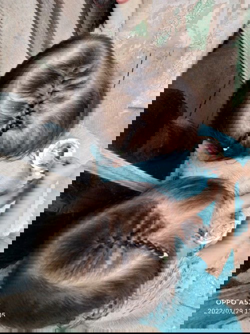 Apakah anak kembar bakal punya keturunan kembar juga?