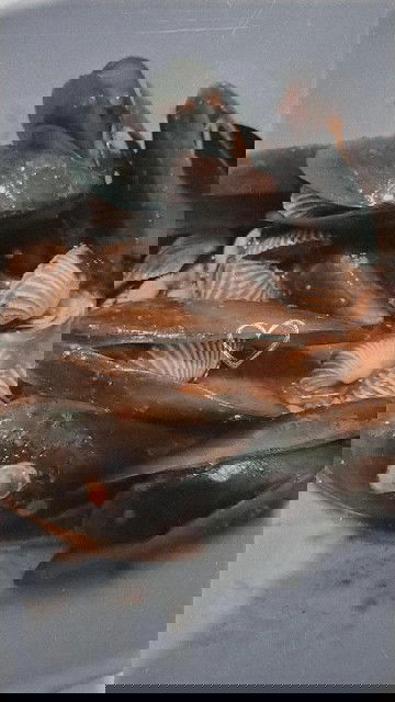 Boleh ga makan seafood?