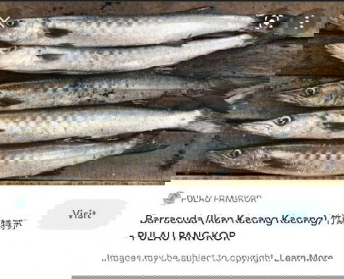 Pantang larang makan Ikan Kacang / kekacang / obtuse barracuda