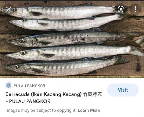 Pantang larang makan Ikan Kacang / kekacang / obtuse barracuda