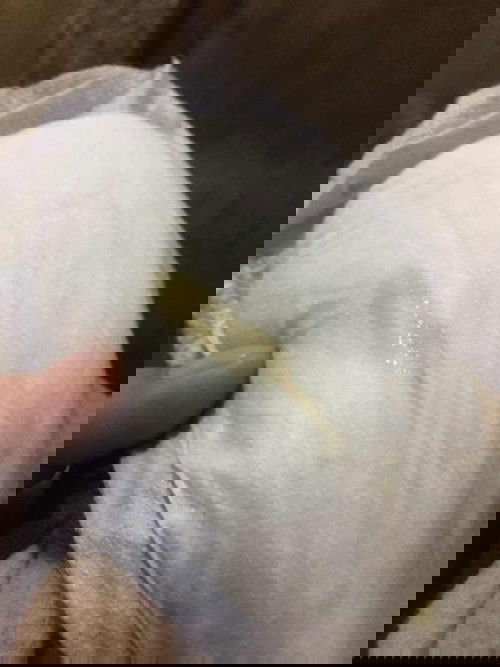 Good evening mga momshie 38 week and 5 days pregnant