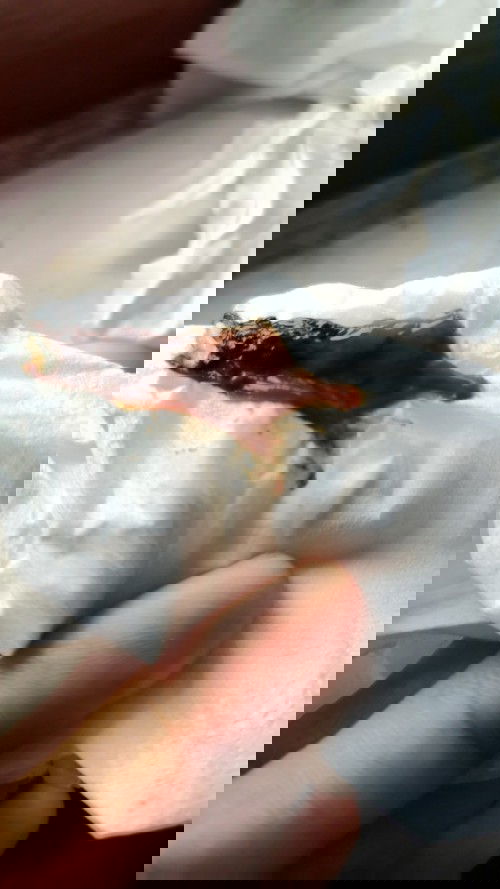 Warna Lendir " Maaf jika Jijik"